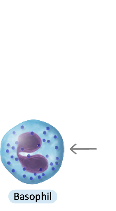Basophil