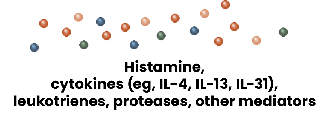 Mast cell circular molecules