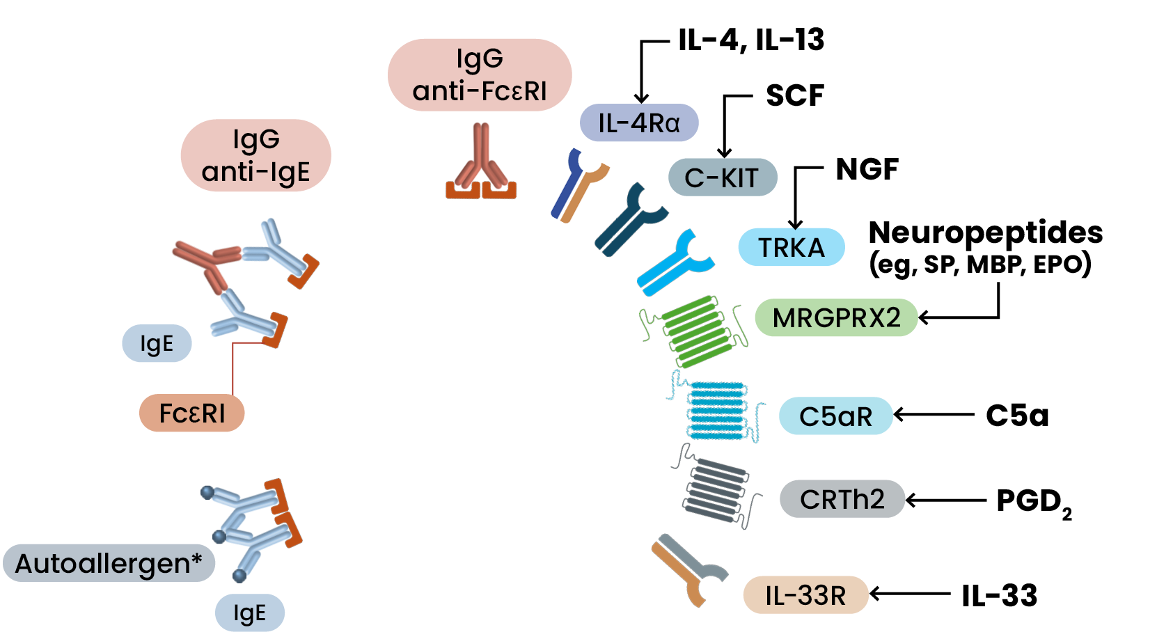 Mast cell receptors