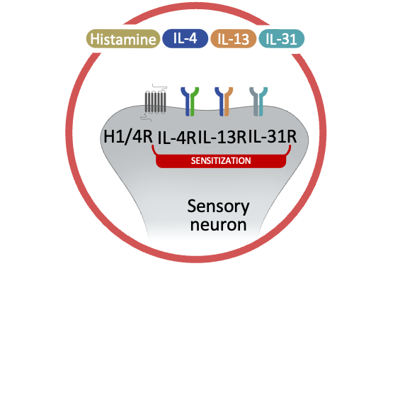 Neuronal sensitization